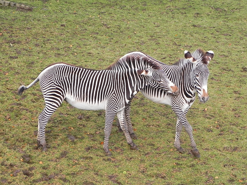 Edinburgh Zoo Zebra
