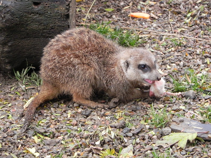 Edinburgh Zoo Mercats